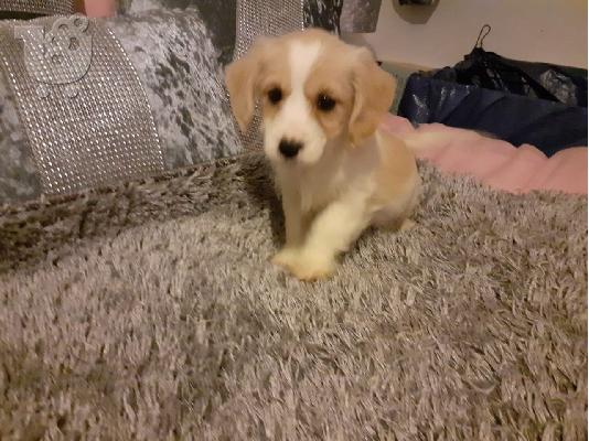 PoulaTo: Κουτάβια Cavachon