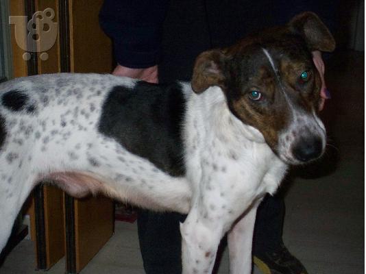 PoulaTo: Ο τσινο ψαχνει σπιτι