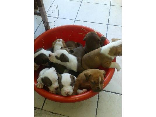 PoulaTo: Pitbull καθαροαιμα σκυλακια ψαχνουν σπιτι