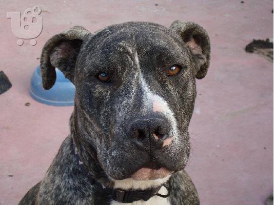 PoulaTo: Χαριζεται πιτμπουλ