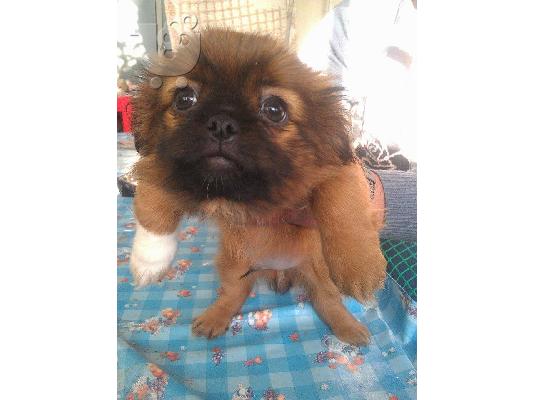 Kαθαρόαιμα Πεκινουά