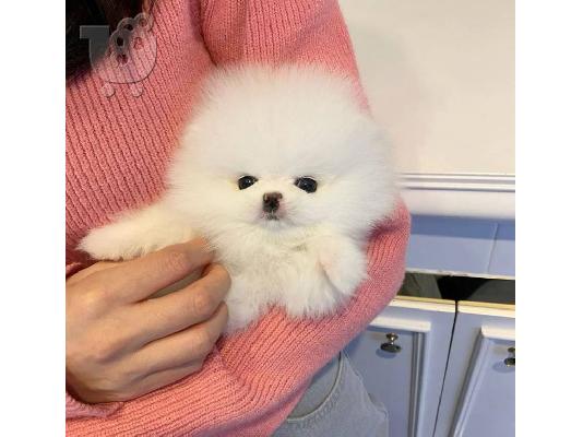 PoulaTo: Εξαιρετικά κουτάβια φλιτζάνι τσαγιού Pomeranian