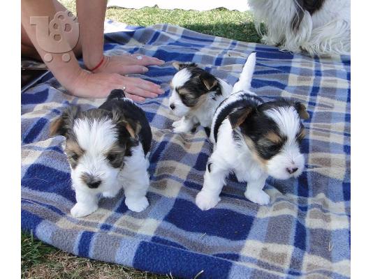 Χαριτωμένο καθαρόαιμο κουτάβι biewer yorkshire terrier