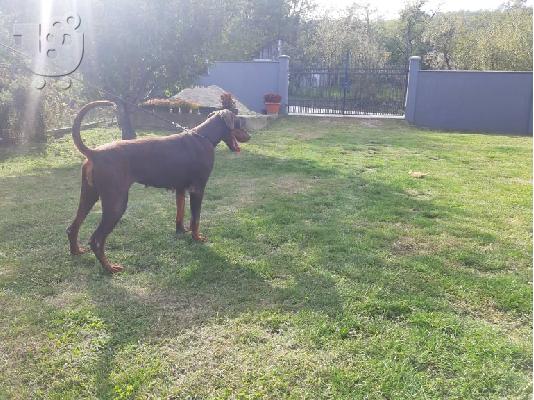 Πώληση θηλυκό Doberman