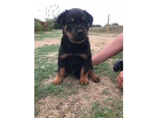 PoulaTo: Rottweiler Pups