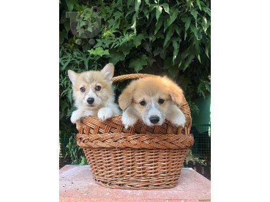 Ουαλικό Corgi Pembroke κουτάβια