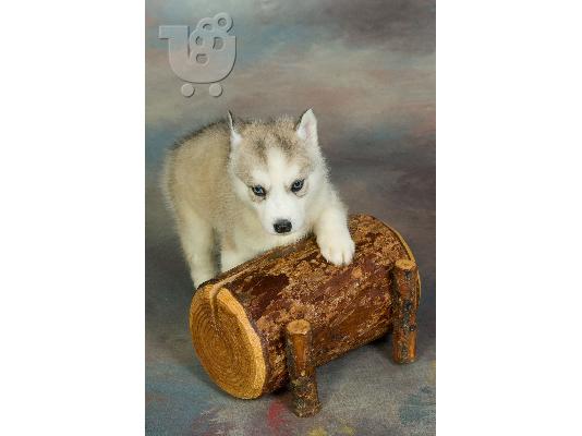 husky-ΔΩΡΟ ΓΙΑ ΠΡΩΤΟΧΡΟΝΙΑ