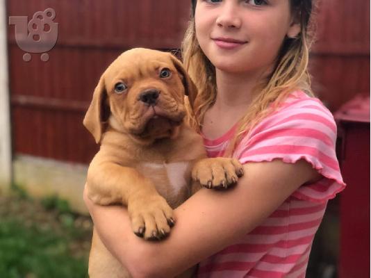 PoulaTo: Κουτάβια Dogue De Bordeaux