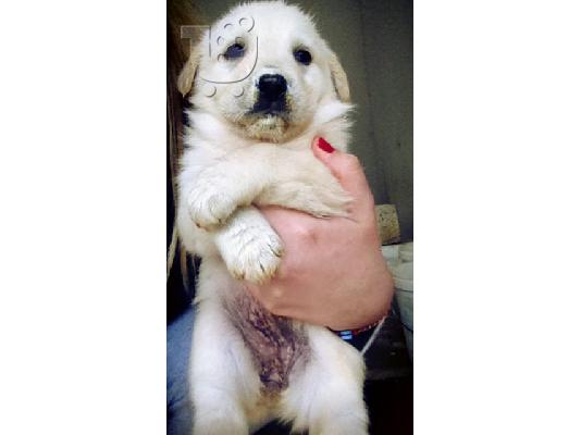 ΧΑΡΙΖΟΝΤΑΙ ΗΜΙΑΙΜΑ ΚΟΥΤΑΒΑΚΙΑ