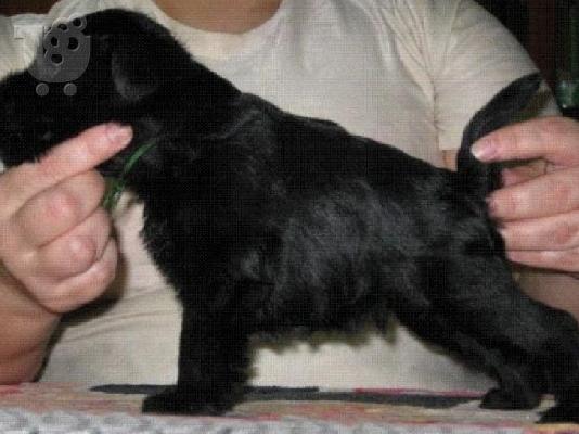 Schnauzer
