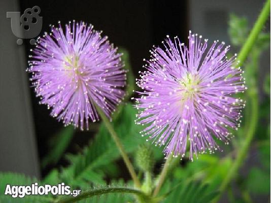 PoulaTo: 5 Σποροι Μιμοζας - Μιμόζα η αισχυντηλή