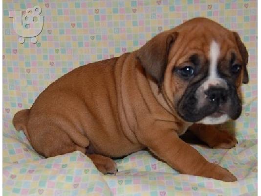 PoulaTo: κορυφαίο ετοιμοπαράδοτο boxer