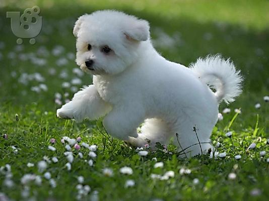 PoulaTo: Bichon Frize αρσενικό κουτάβι
