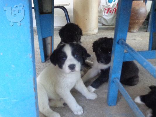 PoulaTo: Ελληνικά Ποιμενικά