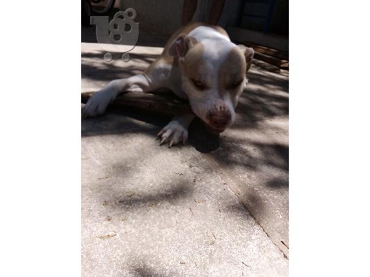 Pit bull red nose