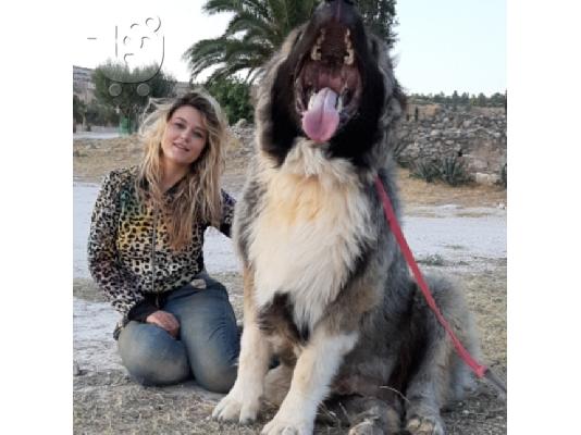 Ποιμενικα καυκασου Κουταβια καυκαυσου caucasian shepherd