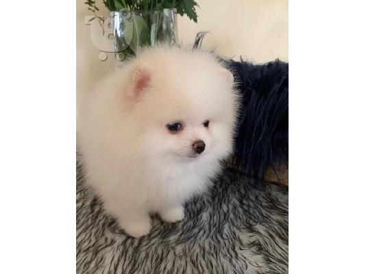 Ένα υπέροχο Pomeranian ψάχνει για ένα νέο σπίτι Έχουμε ένα ωραίο...