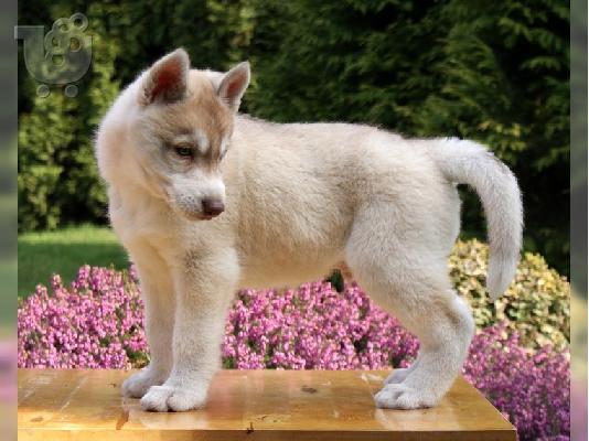 PoulaTo: Εγγεγραμμένοι Akc Σιβηρίας Μεγαλόσωμος κουτάβια