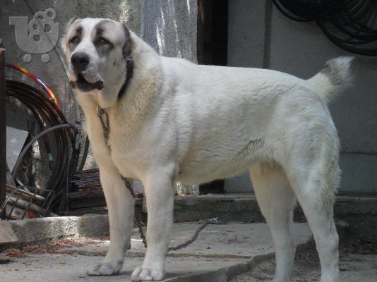 ΠΩΛΟΥΝΤΑΙ ΚΟΥΤΑΒΙΑ ΚΕΝΤΡΙΚΗΣ ΑΣΙΑΣ