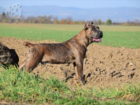 Cane Corso αρσενικό προς πώληση