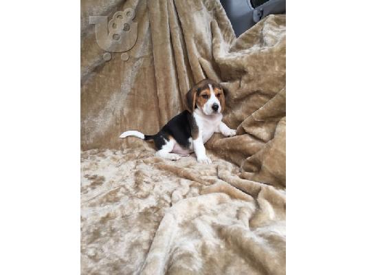Πανέμορφο Kc καταχωρημένο beagle κουτάβια