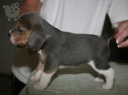 PoulaTo: beagle κουτάβια