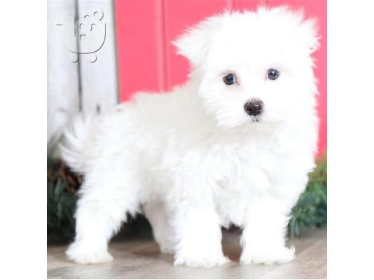PoulaTo: Maltese