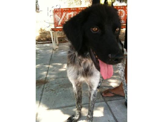 Σκυλακι ξανα χαριζεται