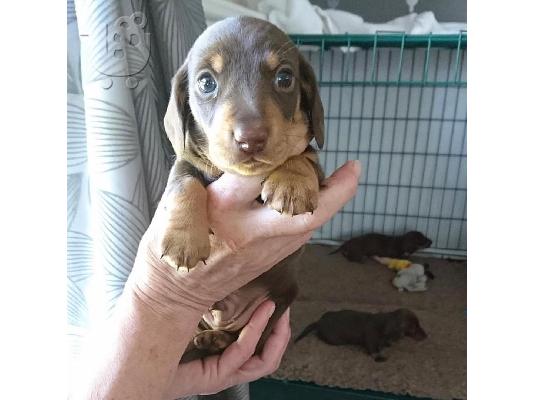 ΣΚΥΛΟΣ DACHSHUND