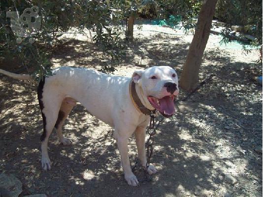 Dogo argentino χαριζεται