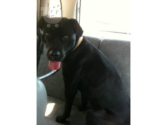 Κουκλα σκυλιτσα χαριζεται