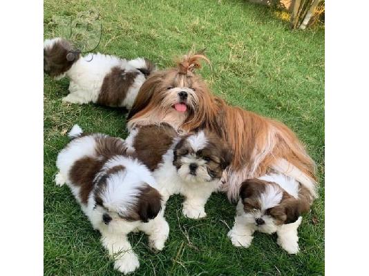 PoulaTo: Υπέροχα κουτάβια Shih Tzu διαθέσιμα