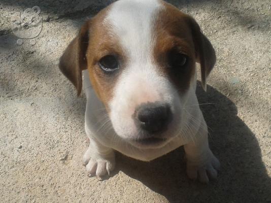 PoulaTo: Jack Russel καθαρόαιμα 2 μηνών