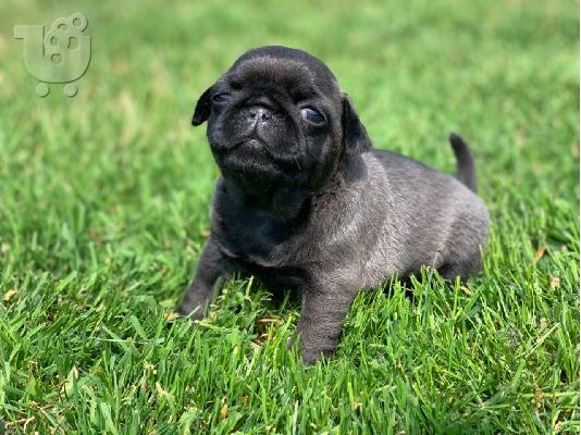 Pug κουτάβια αρσενικό και θηλυκό