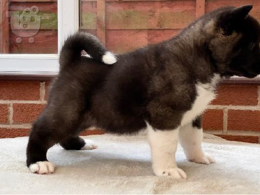 Japanska Akita.