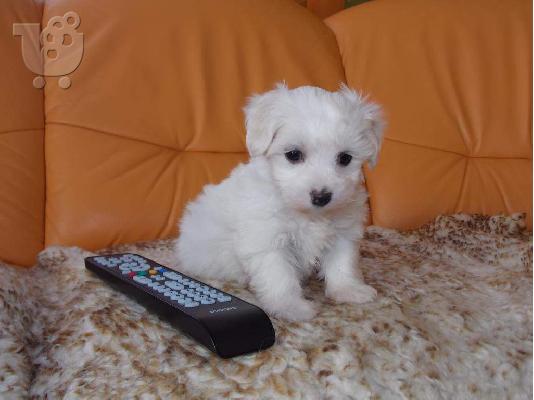 PoulaTo: Μαλτέζ μίνι (Maltese mini)...