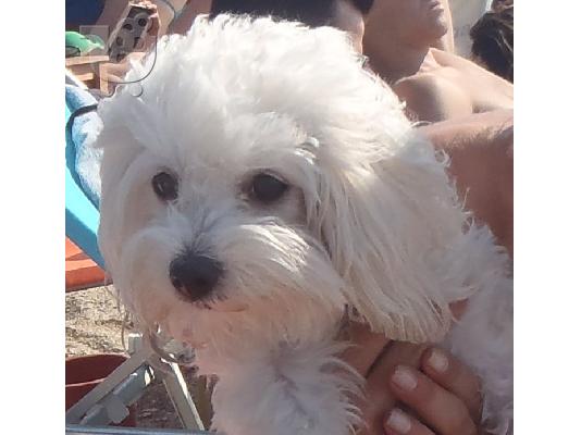 PoulaTo: ΧΑΘΗΚΕ ΜΑΛΤΕΖ