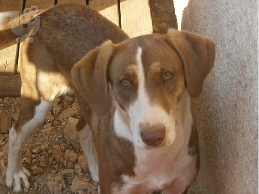 PoulaTo: Η Μελενια χαριζεται