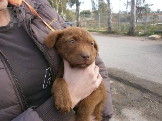Κουταβακι χαριζεται