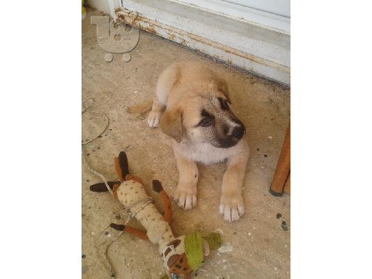 PoulaTo: Η μικρη Πατουσα ψαχνει σπιτακι