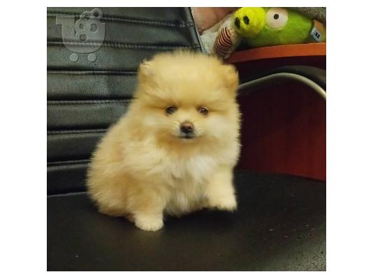 PoulaTo: Δύο Awesome Pomeranian Puppies