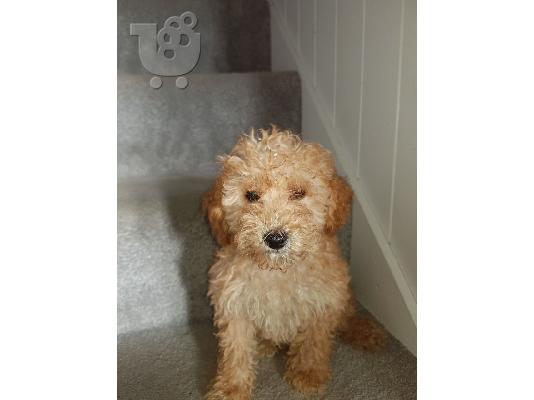 Πώληση σκυλιά και κουτάβια Poodle