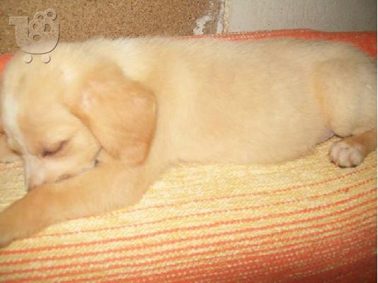 Κουταβακια χαριζονται