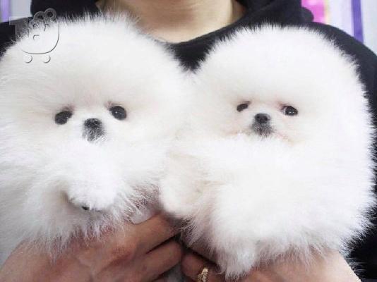 Γεια σας, εδώ έχουμε 2 πανέμορφα κουτάβια Pomeranian