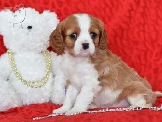 PoulaTo: English Bulldog puppies looking for new home