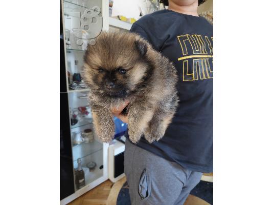 Pomeranian Spitz κουτάβια