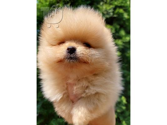 PoulaTo: Pomeranian Spitz αρκουδάκια