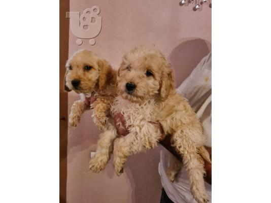 Goldendoodle κουτάβια