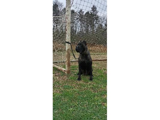 Cane Corso θηλυκός
