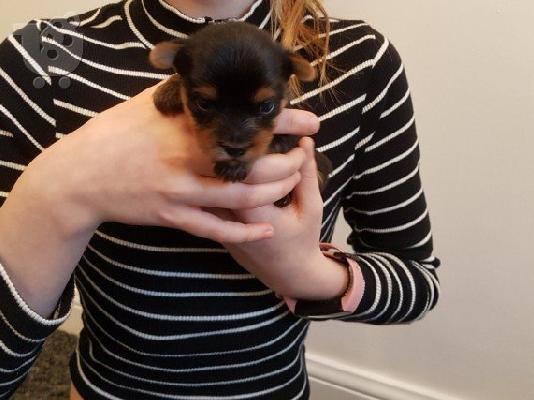 Yorkshire Terrier